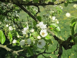 Blüte Pyrus communis
